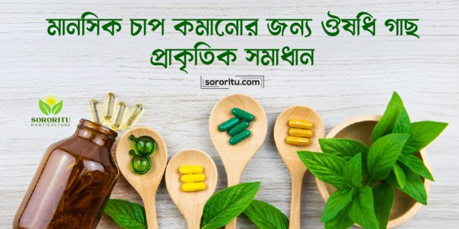 মানসিক চাপ কমানোর জন্য ঔষধি গাছ: প্রাকৃতিক সমাধান