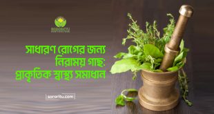 সাধারণ রোগের জন্য নিরাময় গাছ প্রাকৃতিক স্বাস্থ্য সমাধান