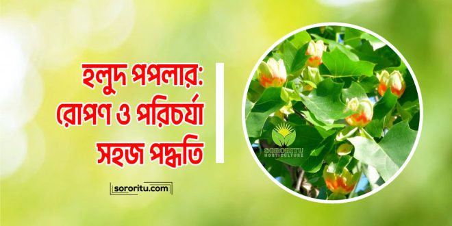 হলুদ পপলার: রোপণ ও পরিচর্যার সহজ পদ্ধতি