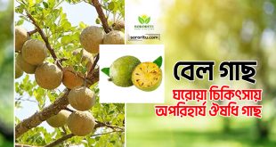 বেল গাছ: ঘরোয়া চিকিৎসায় অপরিহার্য ঔষধি গাছ