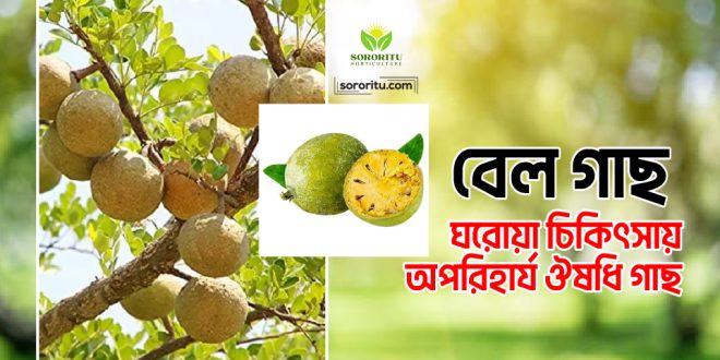 বেল গাছ: ঘরোয়া চিকিৎসায় অপরিহার্য ঔষধি গাছ