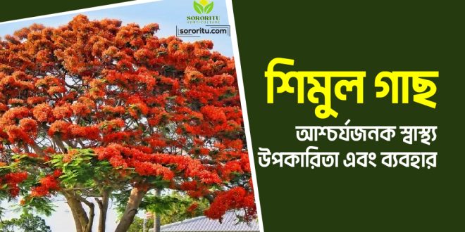 শিমুল গাছ: আশ্চর্যজনক স্বাস্থ্য উপকারিতা এবং ব্যবহার
