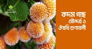 কদম গাছ: সৌন্দর্য ও ঔষধি গুণাবলী