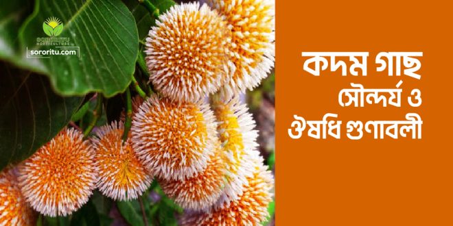 কদম গাছ: সৌন্দর্য ও ঔষধি গুণাবলী