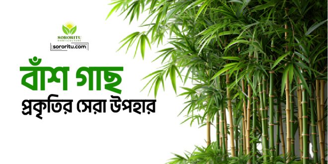 বাঁশ গাছ: প্রকৃতির সেরা উপহার