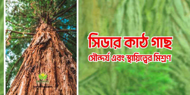 সিডার কাঠ গাছ: সৌন্দর্য এবং স্থায়িত্বের মিশ্রণ