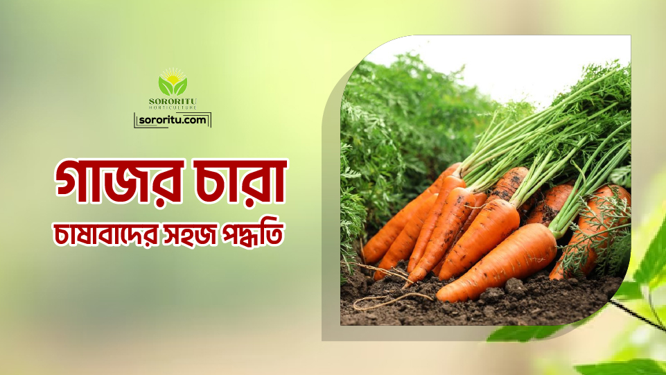 গাজর চারা: চাষাবাদের সহজ পদ্ধতি