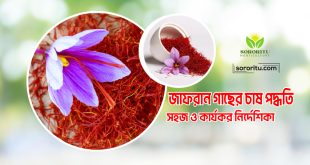 জাফরান গাছের চাষ পদ্ধতি: সহজ ও কার্যকর নির্দেশিকা