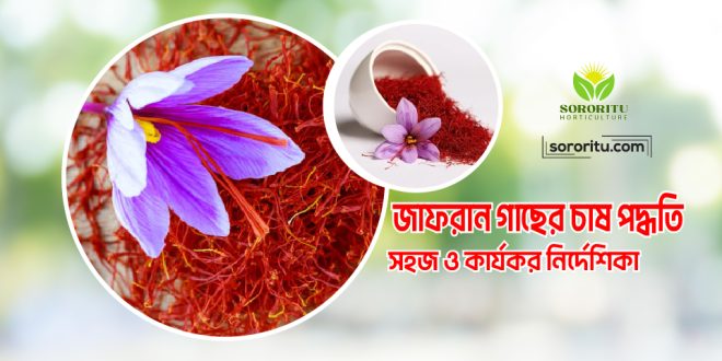 জাফরান গাছের চাষ পদ্ধতি: সহজ ও কার্যকর নির্দেশিকা