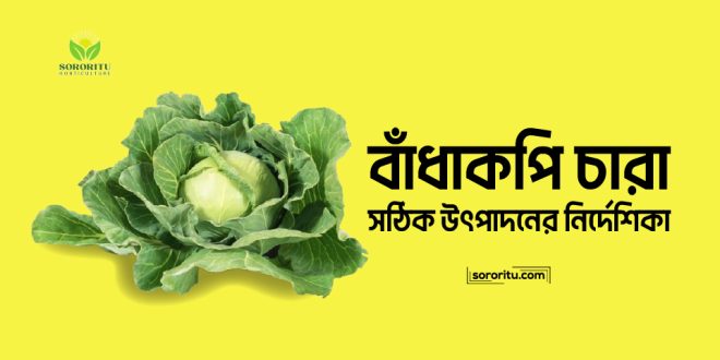 বাঁধাকপি চারা: সঠিক উৎপাদনের নির্দেশিকা