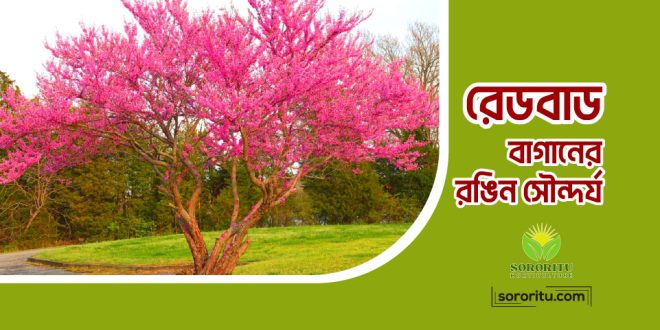 রেডবাড: বাগানের রঙিন সৌন্দর্য