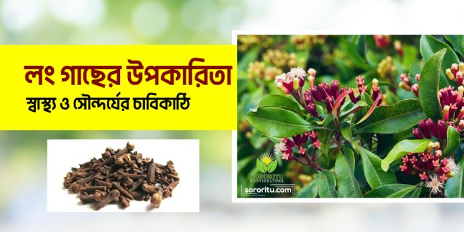 লং গাছের উপকারিতা: স্বাস্থ্য ও সৌন্দর্যের চাবিকাঠি