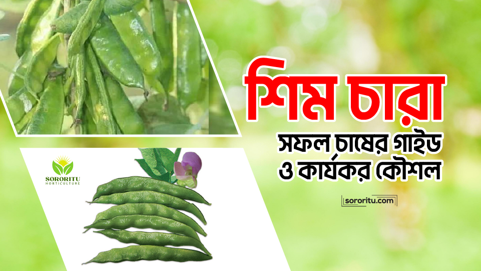 শিম চারা: সফল চাষের গাইড ও কার্যকর কৌশল