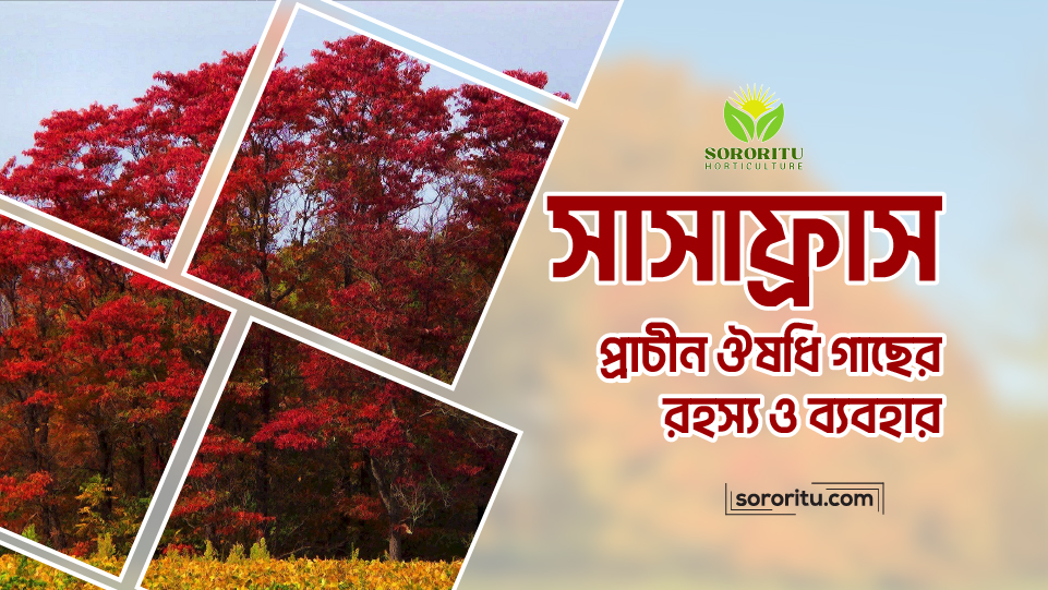 সাসাফ্রাস: প্রাচীন ঔষধি গাছের রহস্য ও ব্যবহার