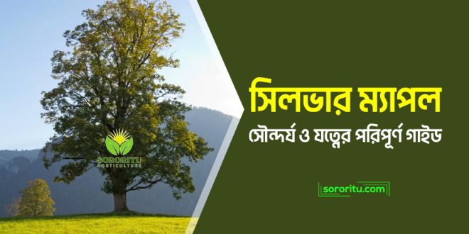 সিলভার ম্যাপল: সৌন্দর্য ও যত্নের পরিপূর্ণ গাইড