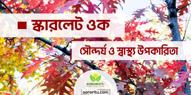 স্কারলেট ওক: সৌন্দর্য ও স্বাস্থ্য উপকারিতা