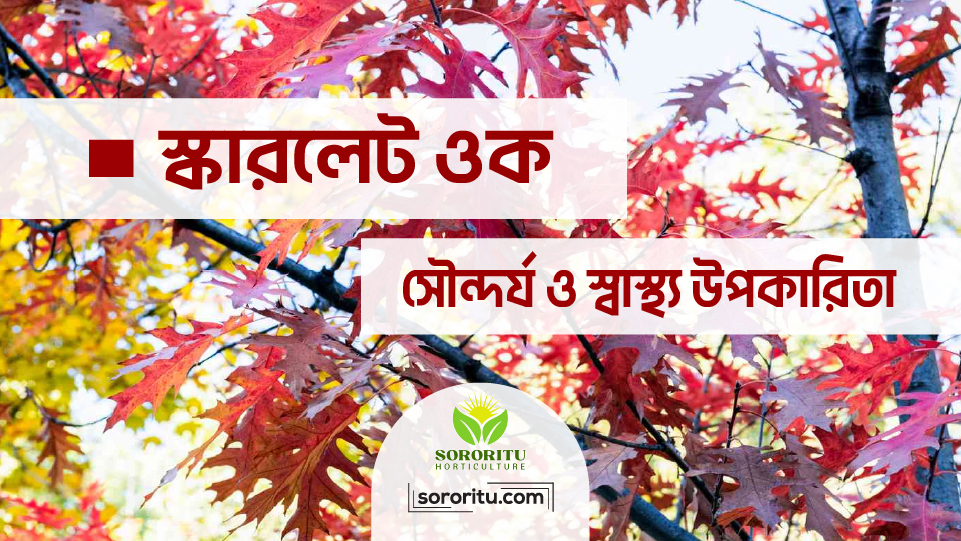 স্কারলেট ওক: সৌন্দর্য ও স্বাস্থ্য উপকারিতা