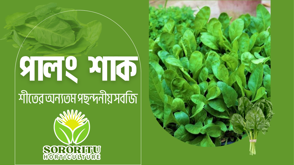 পালং শাক: শীতের অন্যতম পছন্দনীয় সবজি