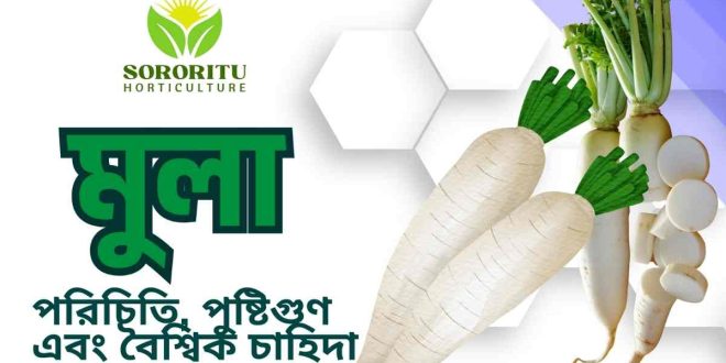 মূলা: পরিচিতি, পুষ্টিগুণ এবং বৈশ্বিক চাহিদা
