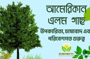 আমেরিকান এলম গাছ উপকারিতা, চাষাবাদ এবং পরিবেশগত গুরুত্ব