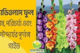 গ্ল্যাডিওলাস ফুল: চাষ, পরিচর্যা এবং সৌন্দর্যের পূর্ণাঙ্গ গাইড