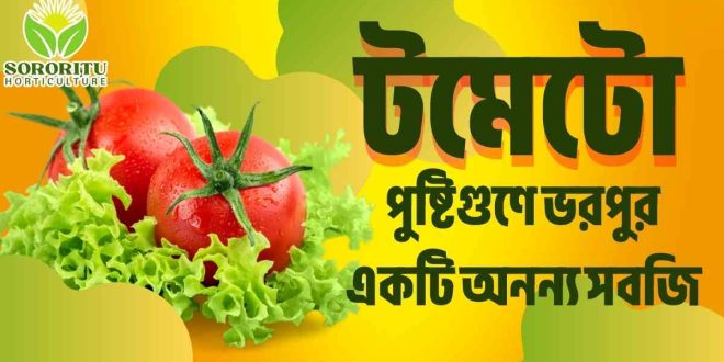 টমেটো: পুষ্টিগুণে ভরপুর একটি অনন্য সবজি