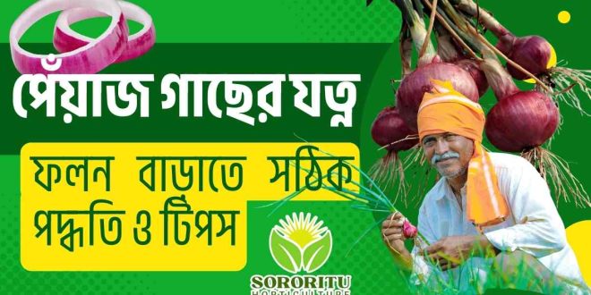 পেঁয়াজ গাছের যত্ন: ফলন বাড়াতে সঠিক পদ্ধতি ও টিপস