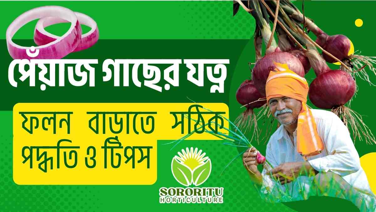 পেঁয়াজ গাছের যত্ন: ফলন বাড়াতে সঠিক পদ্ধতি ও টিপস