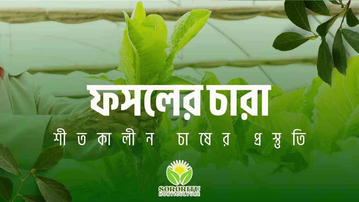 ফসলের চারা শীতকালীন চাষের প্রস্তুতি