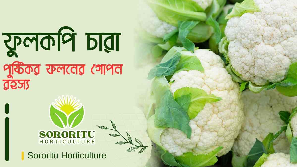 ফুলকপি চারা: পুষ্টিকর ফলনের গোপন রহস্য