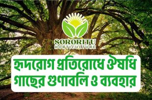হৃদরোগ প্রতিরোধে ঔষধি গাছের গুণাবলি ও ব্যবহার