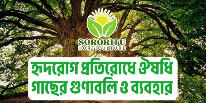 হৃদরোগ প্রতিরোধে ঔষধি গাছের গুণাবলি ও ব্যবহার