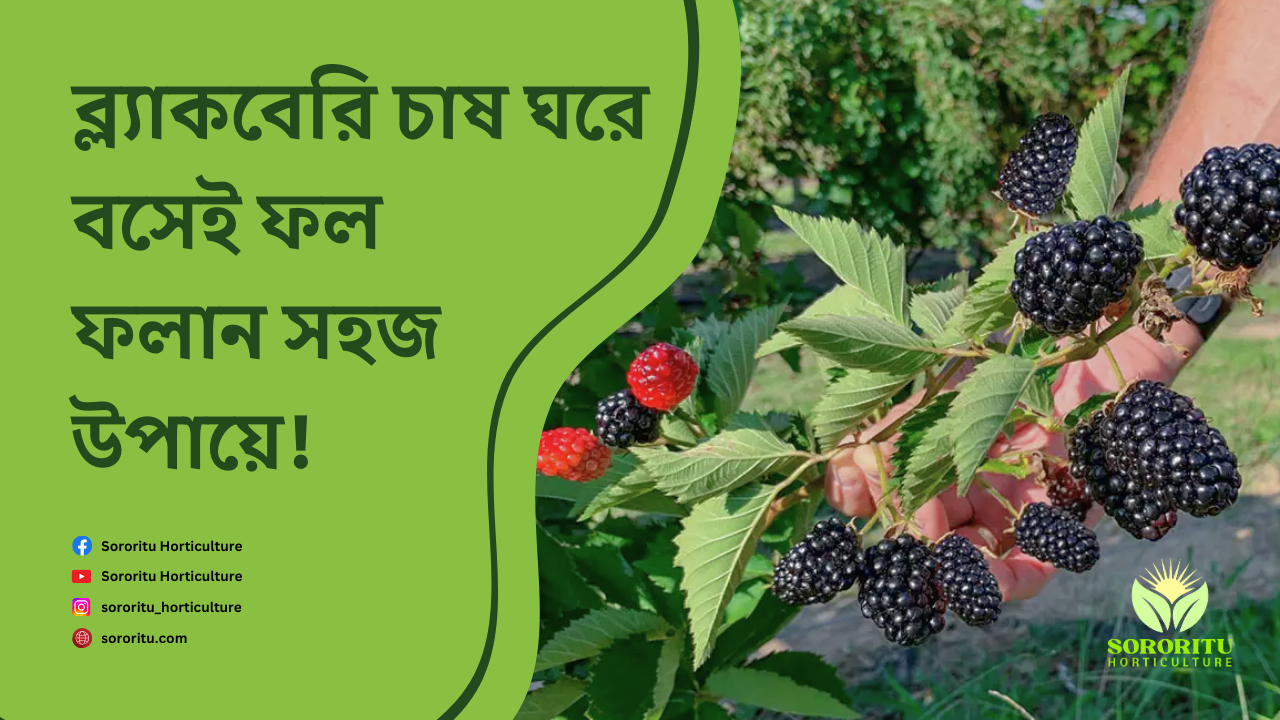 ব্ল্যাকবেরি চাষ: ঘরে বসেই ফল ফলান সহজ উপায়ে!