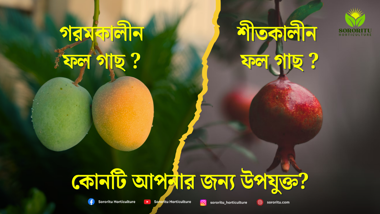 গরম এবং শীতকালীন ফল গাছ