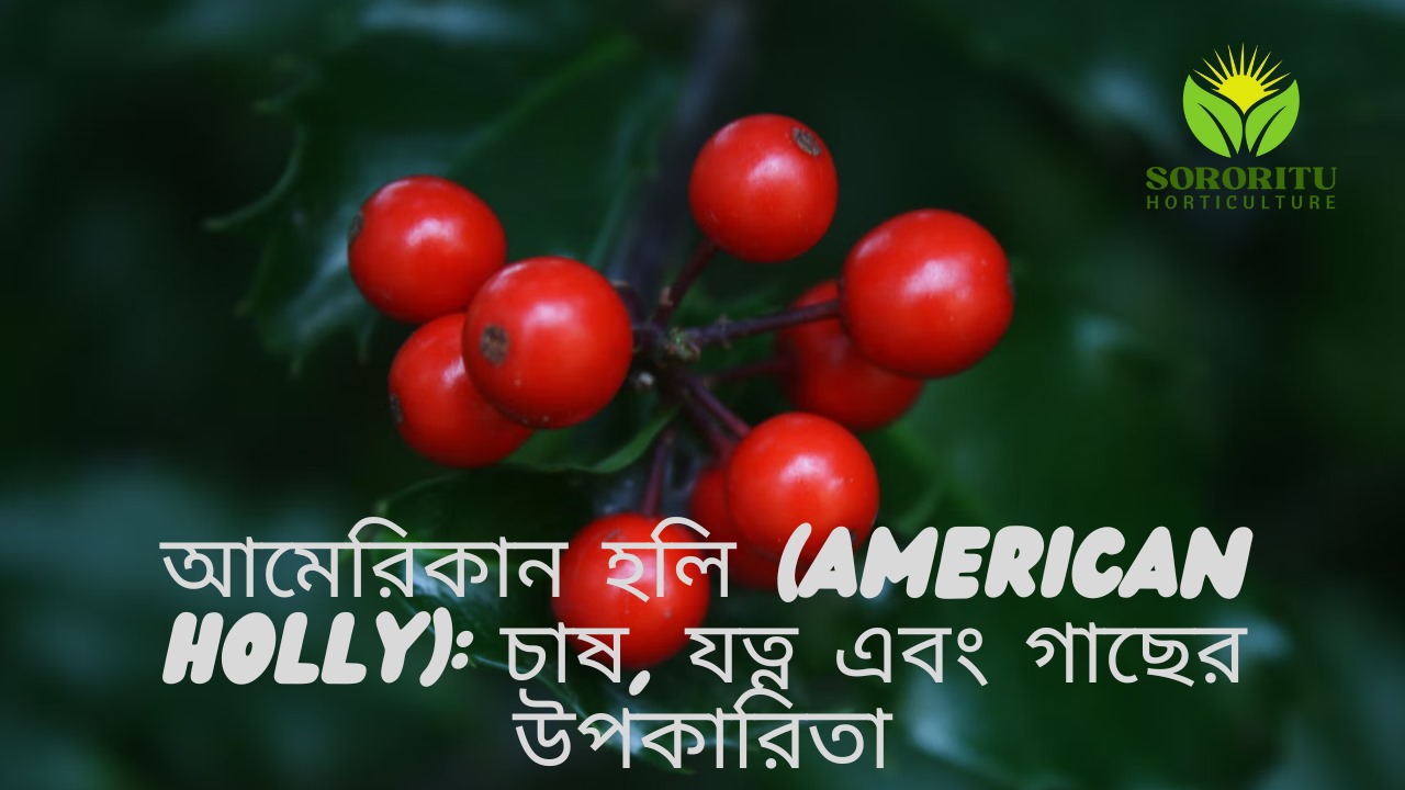 আমেরিকান-হলি-american-holly