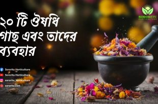 20 টি ঔষধি গাছ এবং তাদের ব্যবহার