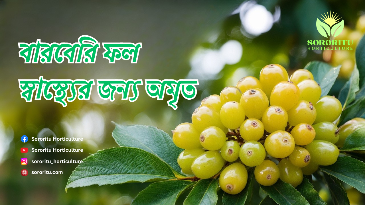 বারবেরা ফল: স্বাস্থ্যের জন্য অমৃত