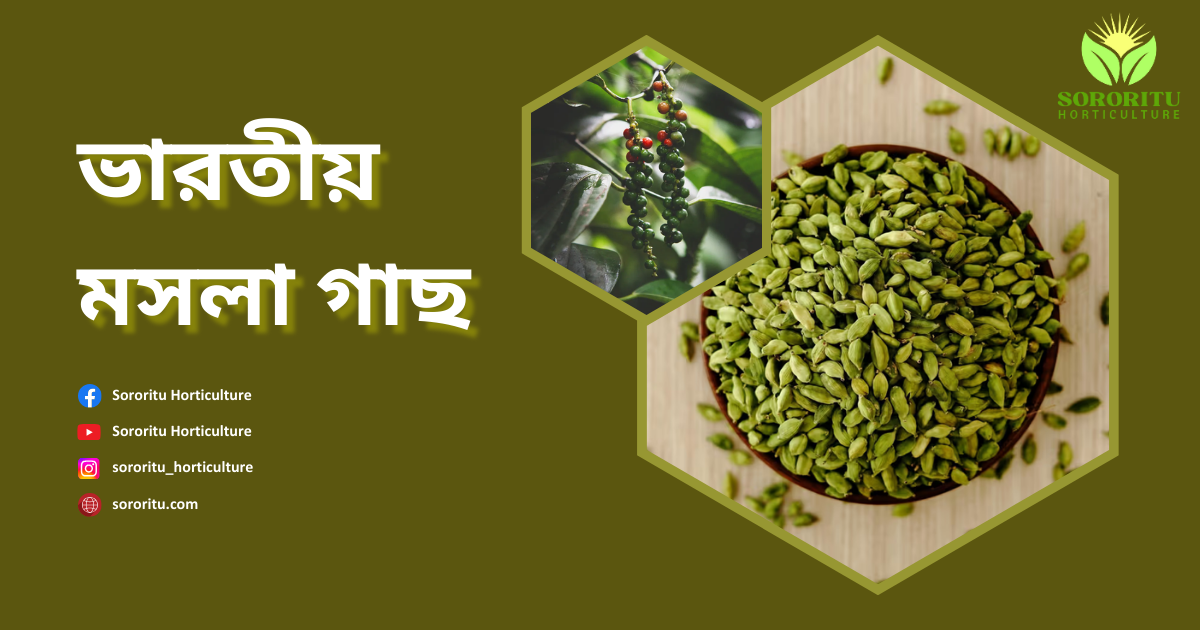 ভারতীয় মসলা গাছ