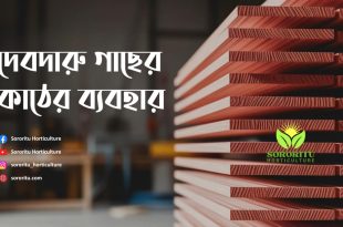 দেবদারু গাছের কাঠের ব্যবহার