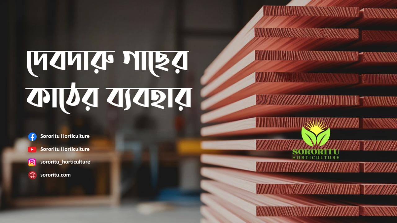 দেবদারু গাছের কাঠের ব্যবহার