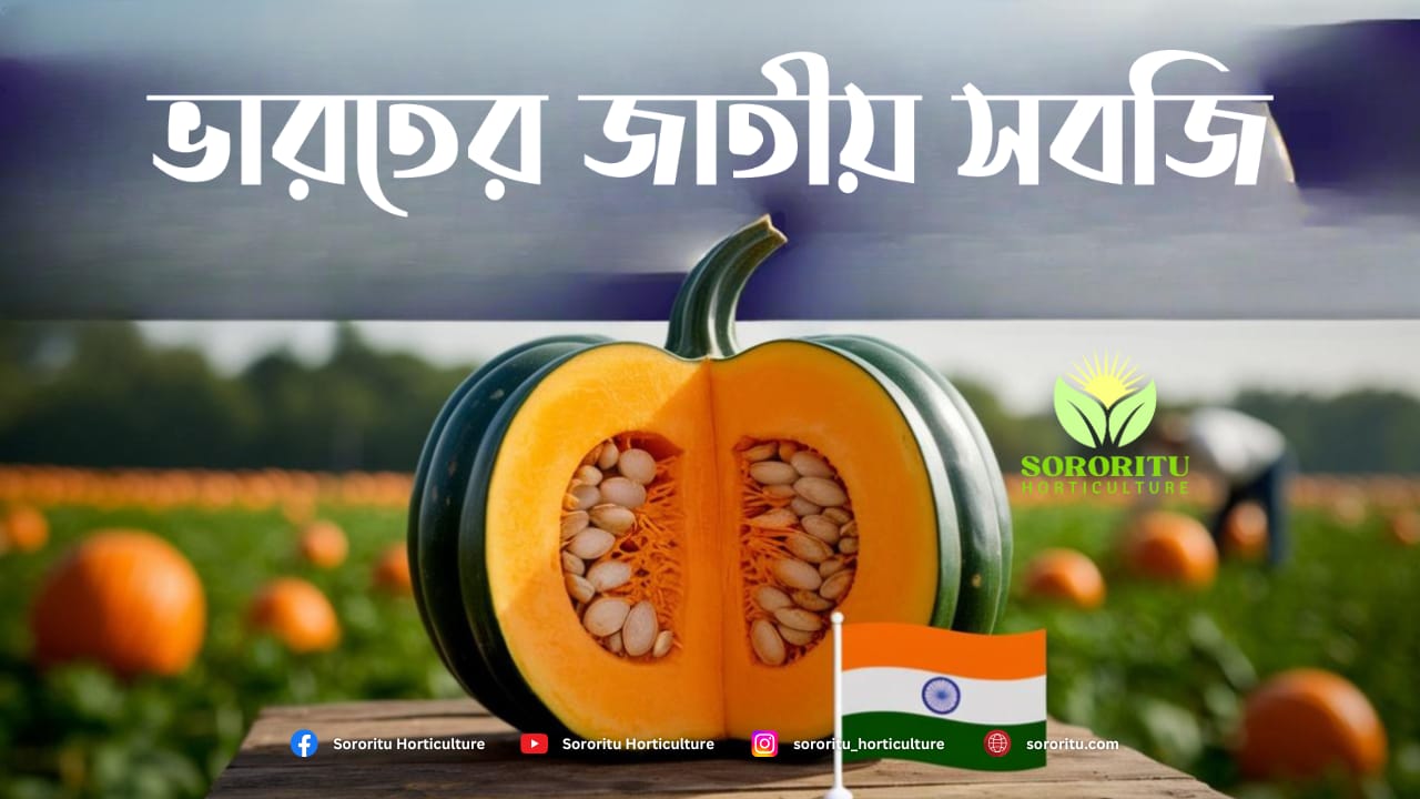 ভারতের জাতীয় সবজি