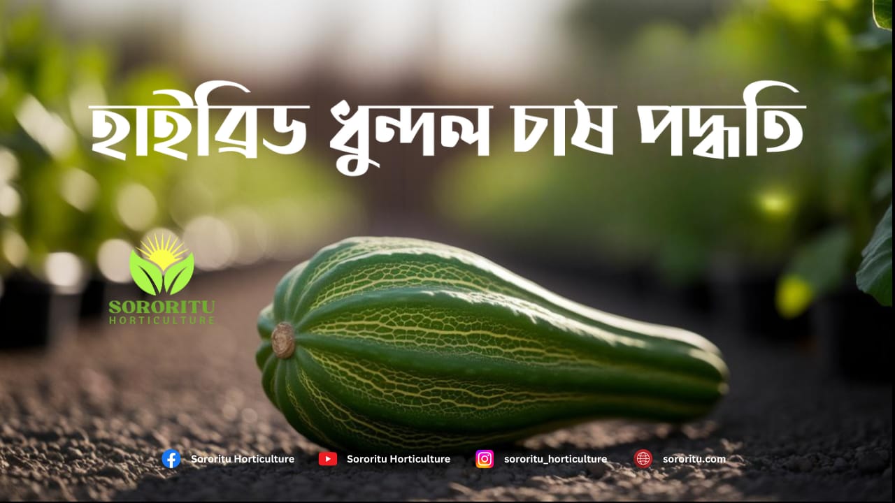 হাইব্রিড ধুন্দল চাষ পদ্ধতি