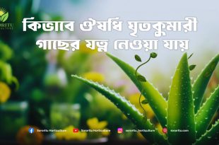 কিভাবে ঔষধি ঘৃতকুমারী গাছের যত্ন নেওয়া যায়?