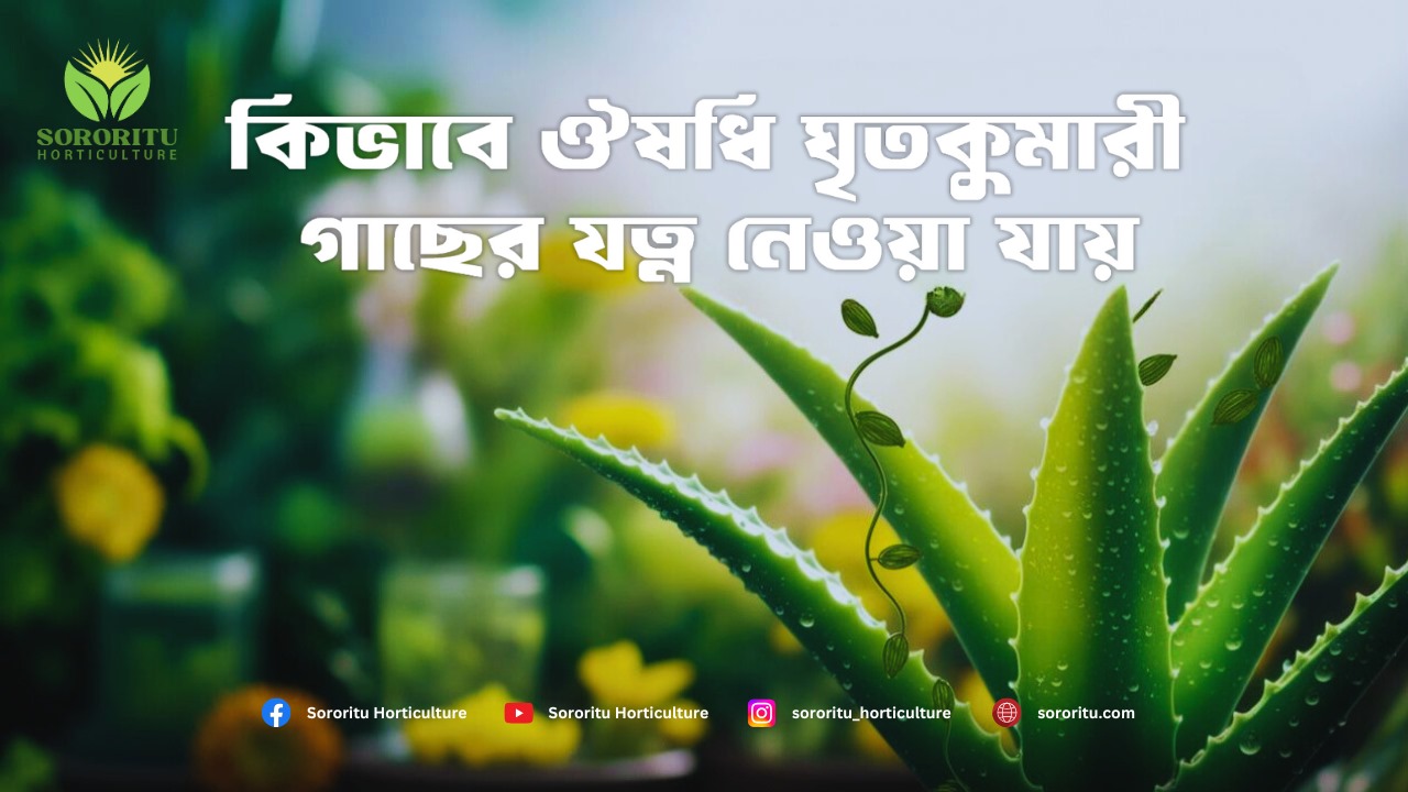 কিভাবে ঔষধি ঘৃতকুমারী গাছের যত্ন নেওয়া যায়?