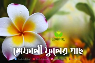 শেফালি ফুলের গাছ: সৌন্দর্য ও তাৎপর্যের একটি কালজয়ী প্রতীক