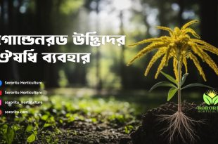 গোল্ডেনরড উদ্ভিদের ঔষধি ব্যবহার
