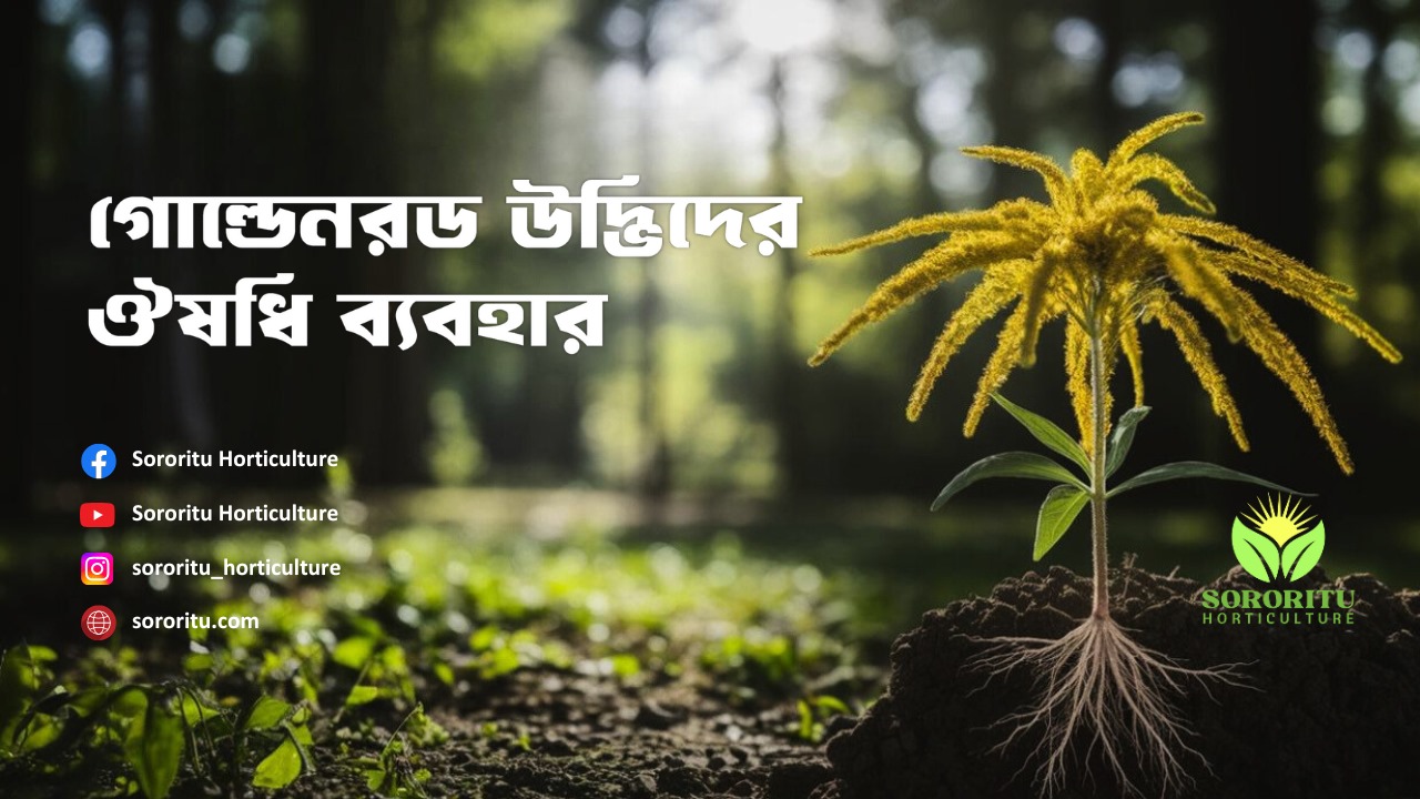 গোল্ডেনরড উদ্ভিদের ঔষধি ব্যবহার