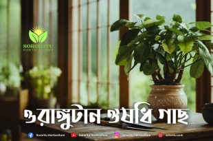 ওরাঙ্গুটান ঔষধি গাছ
