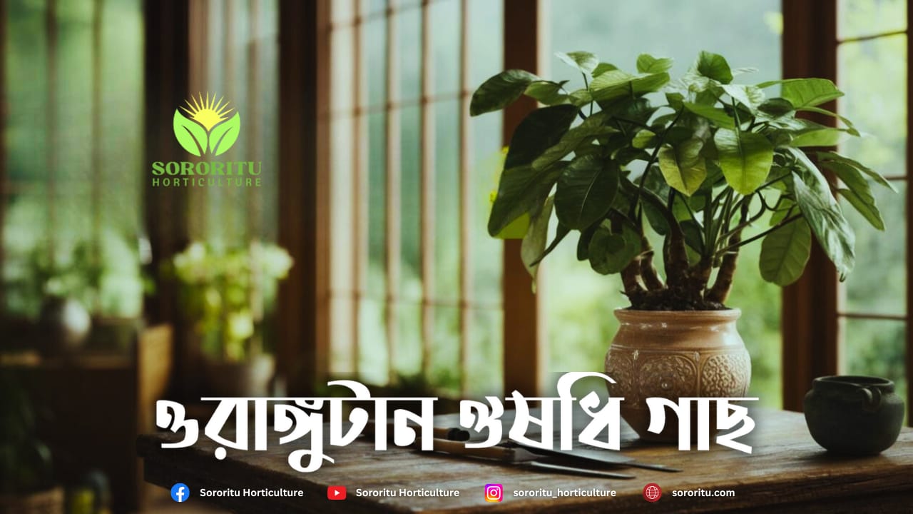 ওরাঙ্গুটান ঔষধি গাছ