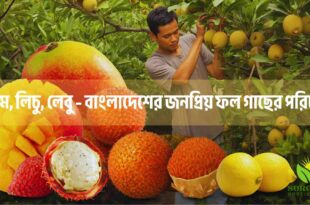 আম, লিচু, লেবু – বাংলাদেশের জনপ্রিয় ফল গাছের পরিচর্যা